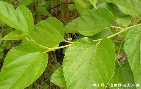 异常|血糖过高时,脚上会出现4个异常,三种食物,劝你还是戒掉吧