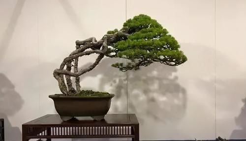 简单的4个方法，就能培养出深受人们喜爱的提根式盆景，一学就会