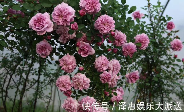 肥料|抓住月季花的“开花季”,做好“1点”,一次开爆“上千朵”