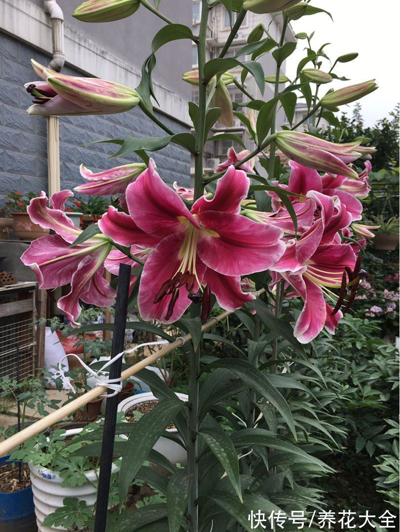 老年人喜欢的7种花,一看见就走不动路,年纪越大越喜欢