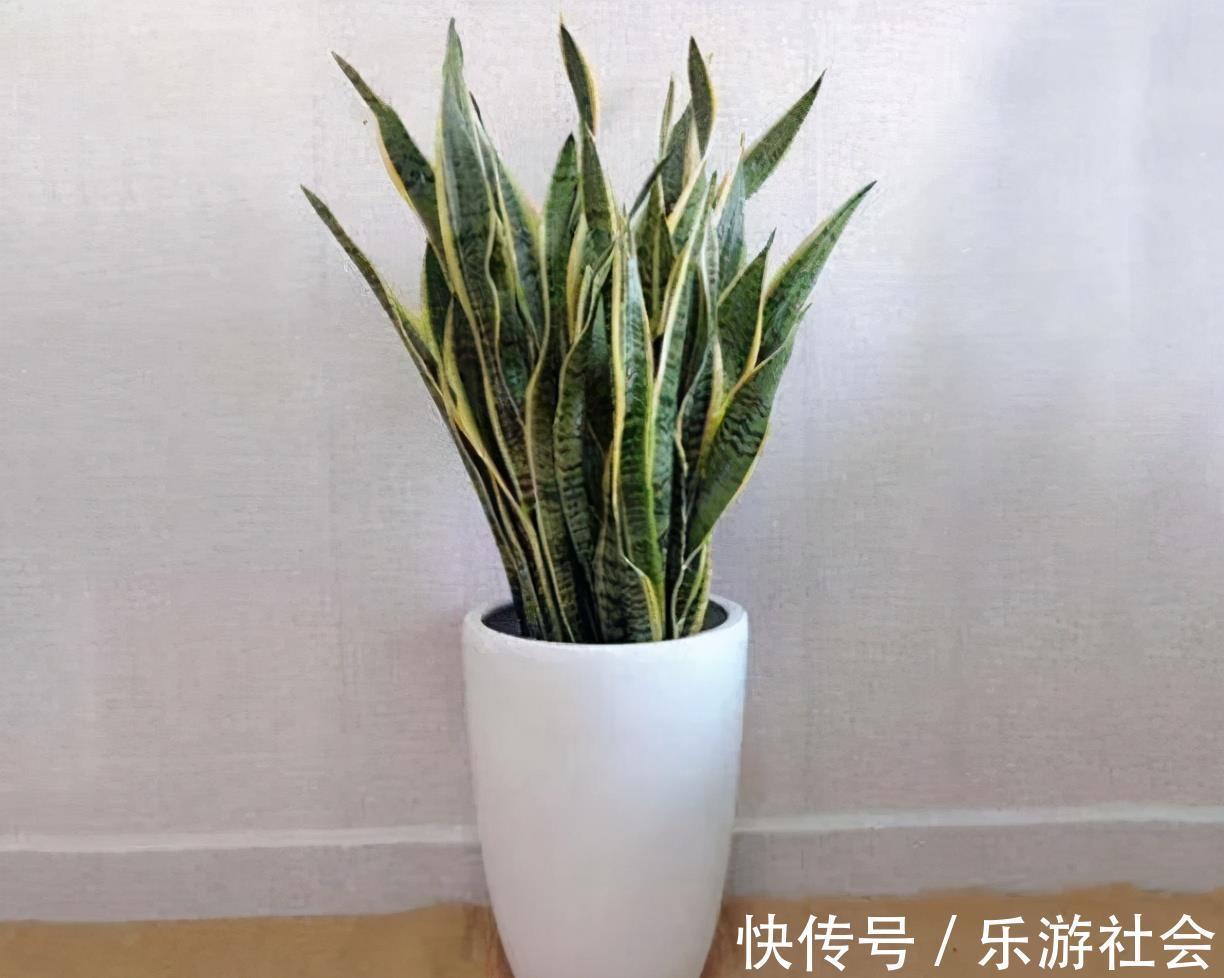 金边瑞香|养花六年，4种花一直不舍得扔，我有喜欢它们的理由