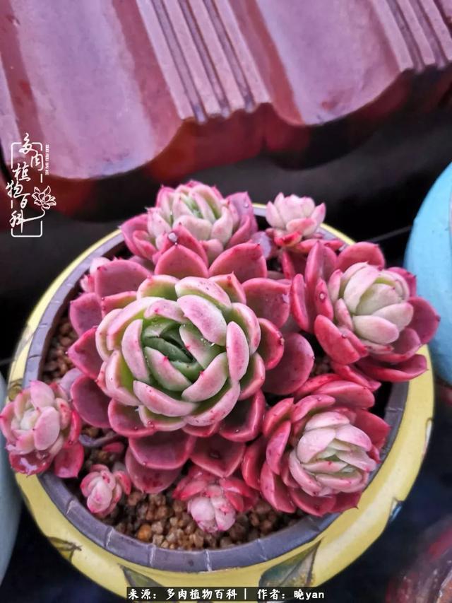 养多肉近四年，一路的走来，阳光总在风雨后！