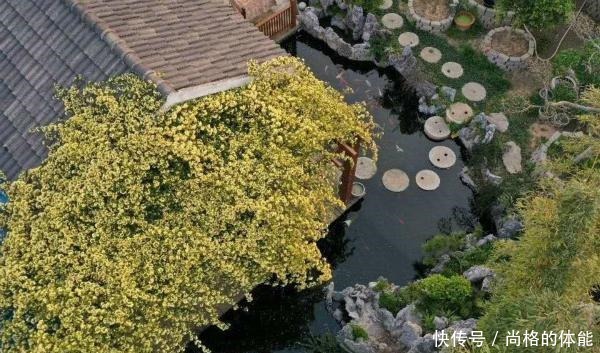 他在木屋旁种了一棵花,一养就是10年,花开时大家都夸神仙居所!