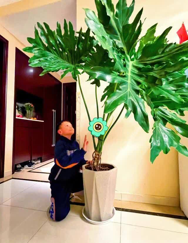 20种吉利大盆栽,客厅放一盆,吸收废气去异味,寓意好更养人