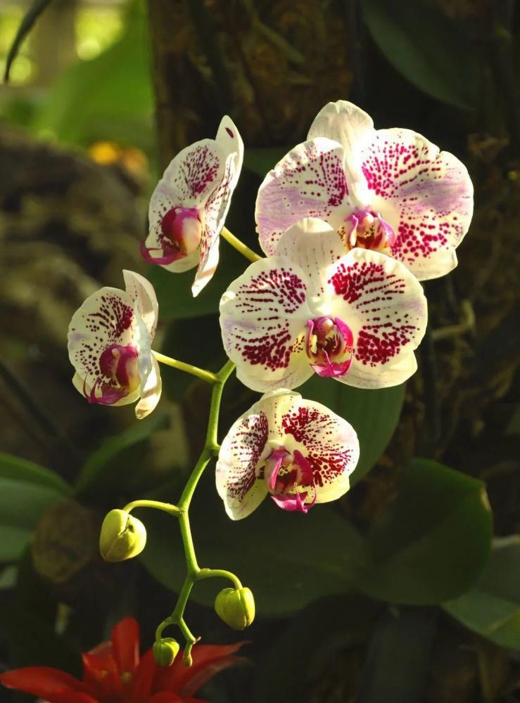 蝴蝶兰在家里怎么养？这些问题的解答来了！