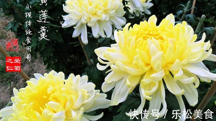 喜欢菊花，就养“菊中珍品”黄莲羹，花色妖艳美丽，造型独特优雅