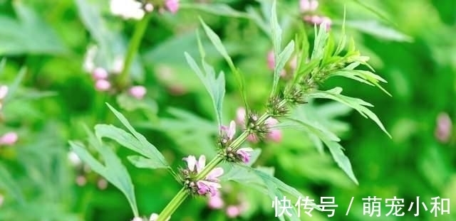 鲁西南|小时候经常见的17种植物，很熟悉却叫不上名字，现在终于知道了