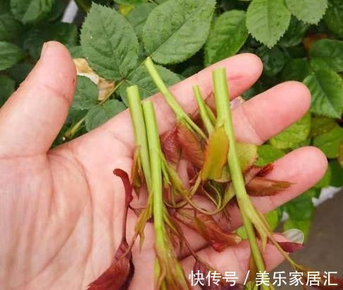 月季盆栽,做好这4步,开花整齐,株型好