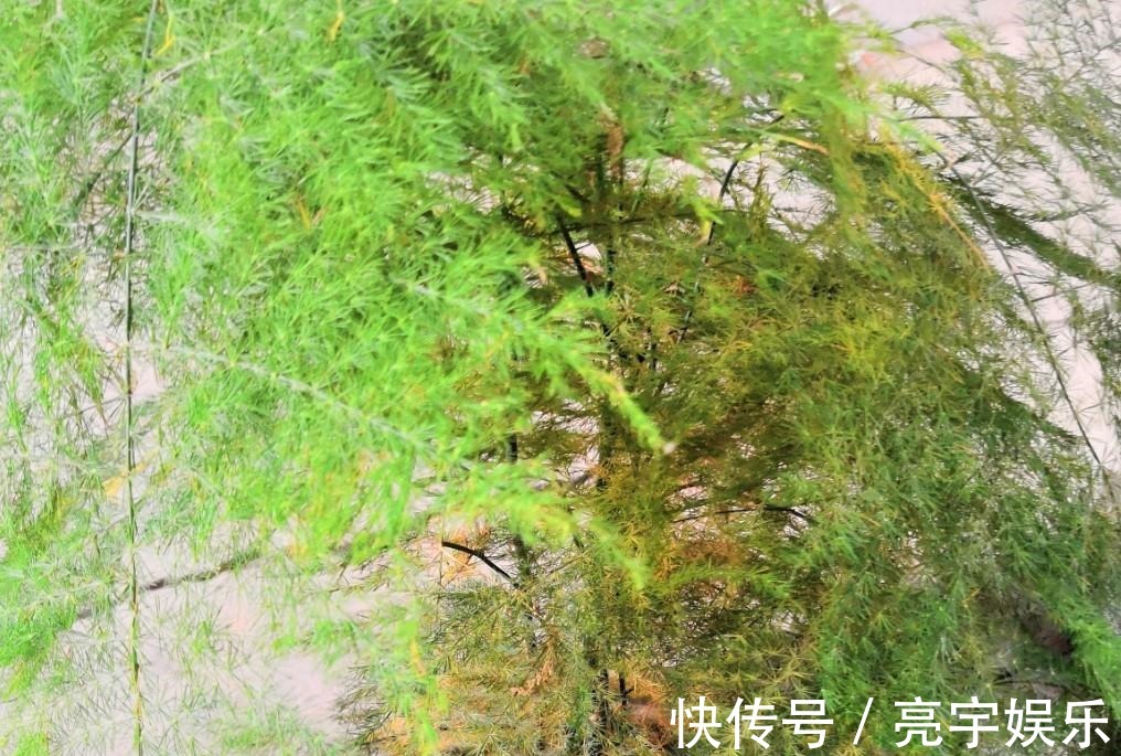 浇水|文竹发黄了怎么办全部剪掉,就能长出新叶子!