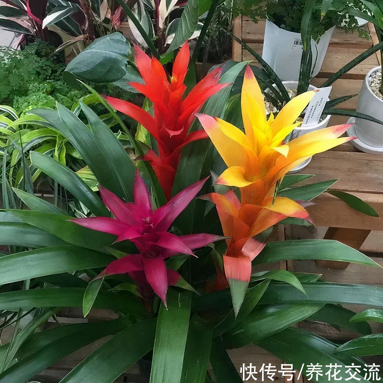 室内|15种可以在窗台上开花灿烂的室内盆栽,有散射光就能正常开花