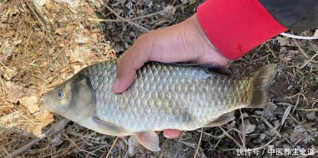 冬季饵料学会这样开,钓鱼一样不比蚯蚓红虫差,快来学学吧!