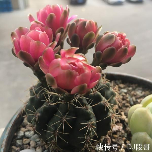 5种花美的出奇,惹人喜爱,全年开花不断,花开美观又大气