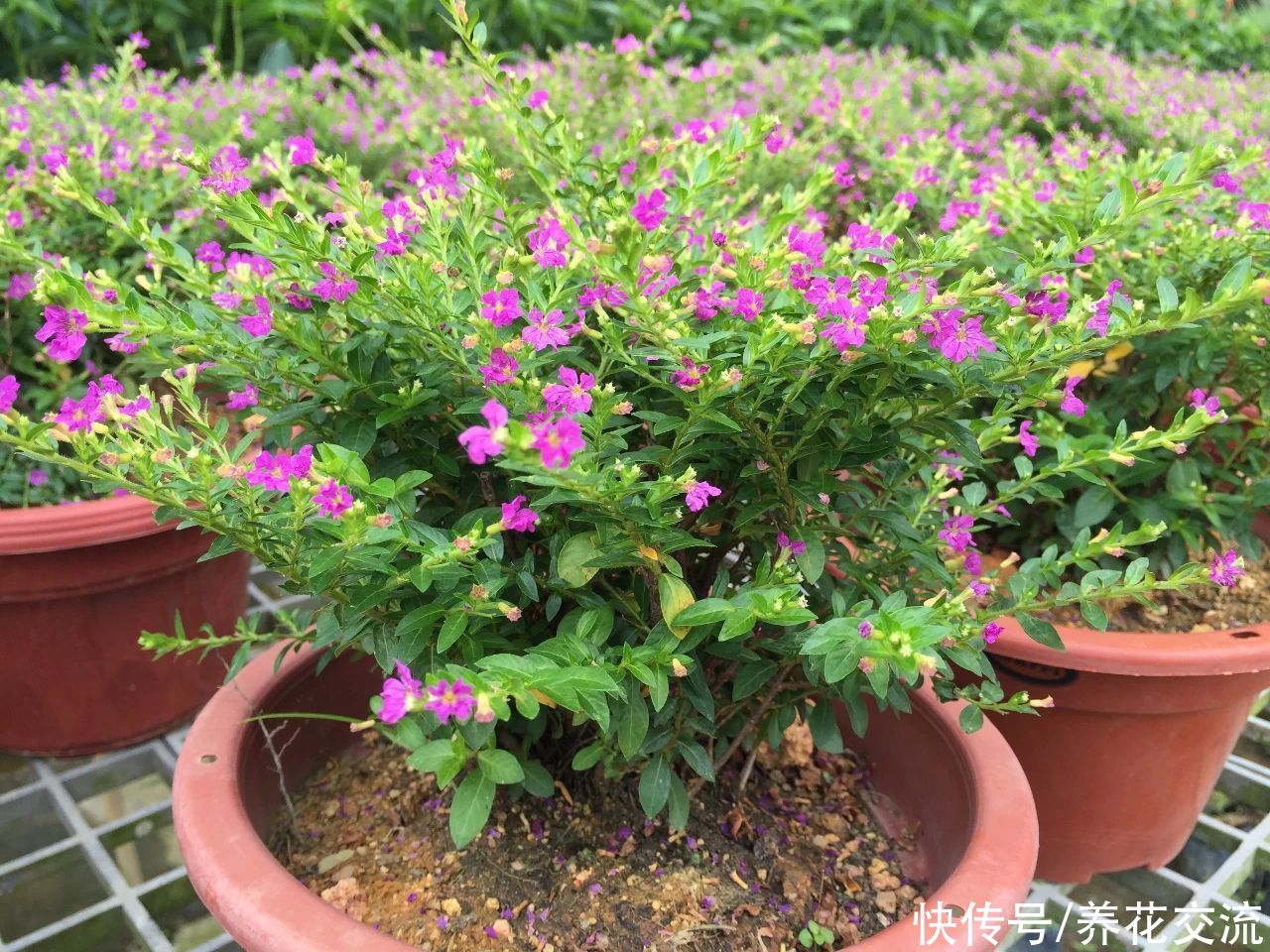 满天星适合多大的花盆