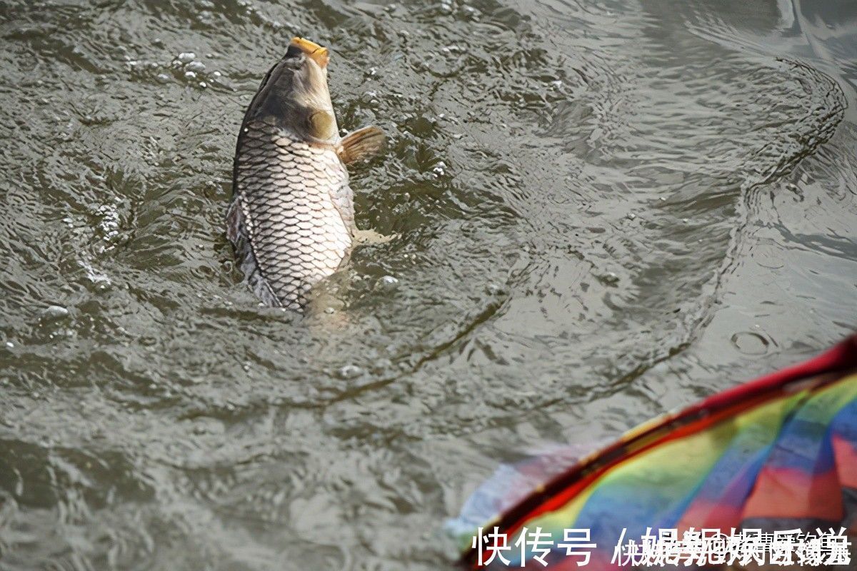 渔具|下杆须谨慎,不单用于黑坑提醒,水库同适用