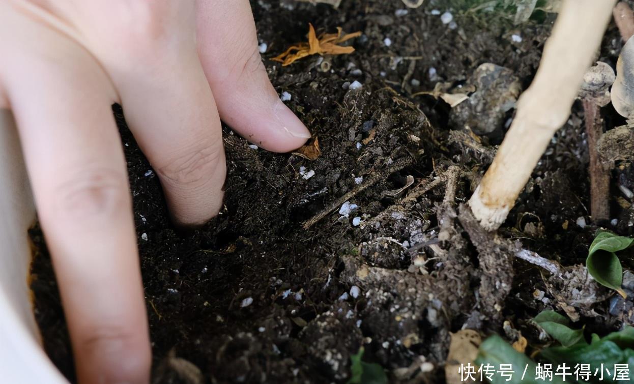 警告:新手养花人常踩中的“雷区”,该早知道