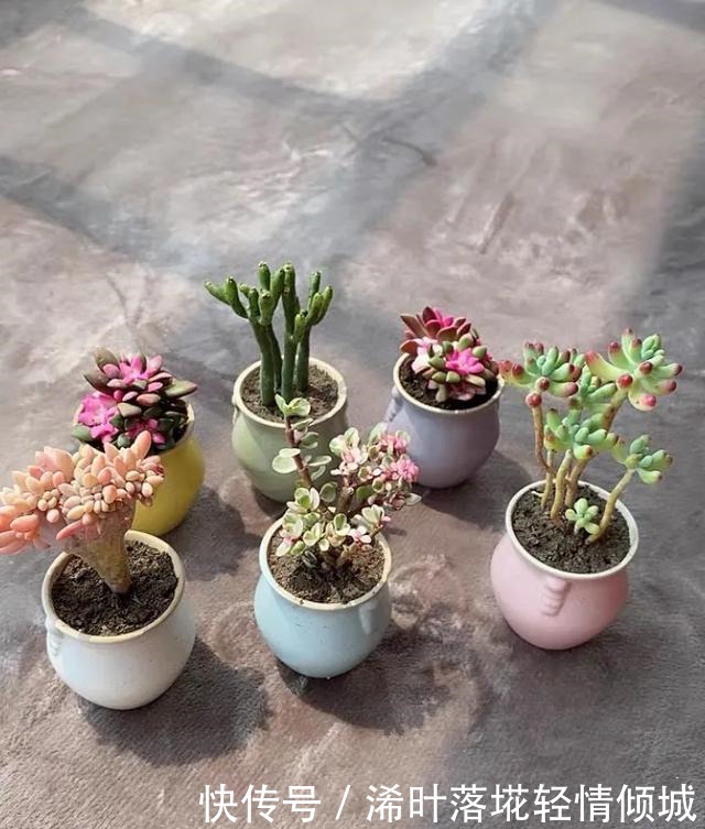 花盆|新手养多肉经常遇到的几个问题,早点知道,就能少走弯路