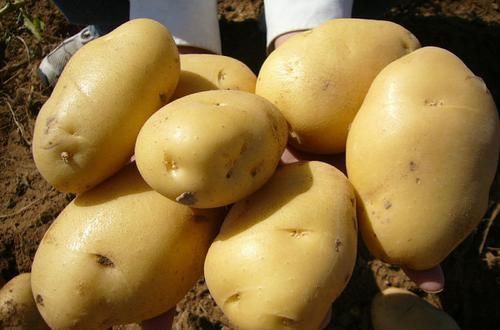 金银花|会吃的人最健康,三种食物离不开,排毒清肠,延缓衰老,早吃早好