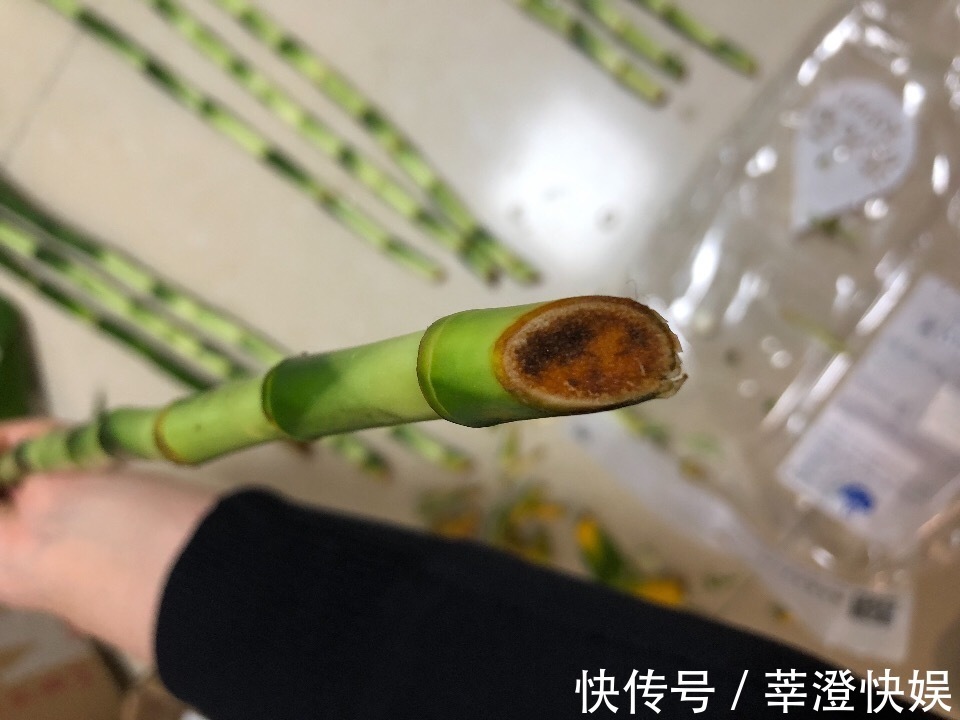 富贵竹咋养都黄叶浇水加点料,绿叶嗖嗖冒,养的节节高!