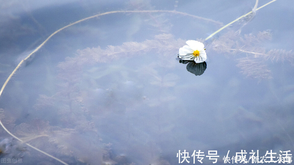 泸沽湖|植物界的“水性杨花”,泸沽湖成了它们的天堂,原来全身都是宝