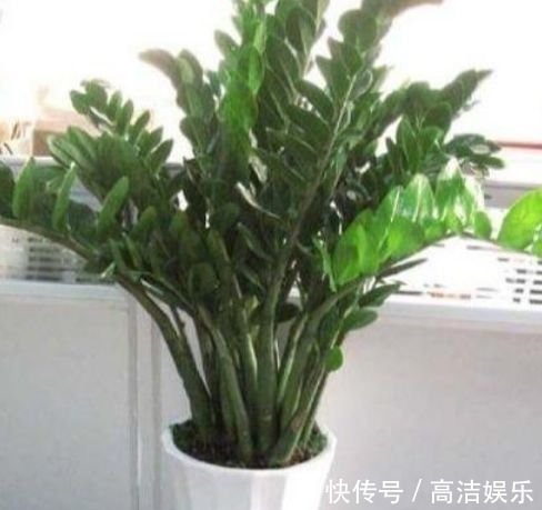 叶片|有钱人都养3种花,净化空气,还能很好的旺运,财源广进