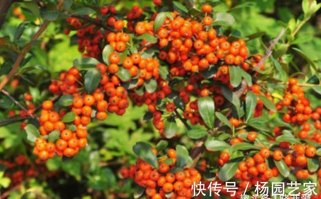 果实|家里种棵“吉祥果”,好看能吃价值多,还能养成精美盆景