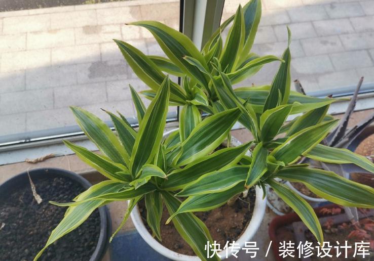 花友|7种花,现在要砍头,冲天炮变成爆炸头