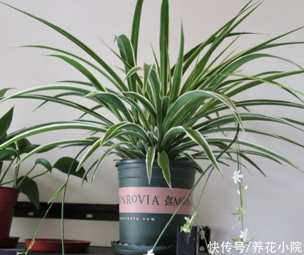 养花|3种植物,被称为“净化空气小能手”,养在家里漂亮又美观