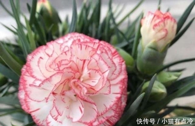 4种花高贵优雅,看了就让人沉醉,一年四季开花不断,阳台变花园