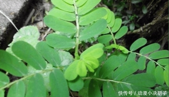 福气|人称“阴阳草”,如今不多见,看到是福气,别拔,拔1棵少1棵