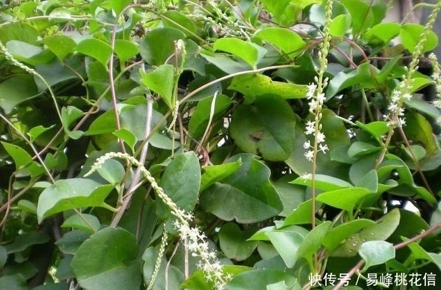 物种|它本是东南亚第一害草,入侵我国后摇身一变,成了餐桌上一道补品