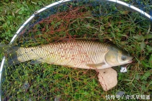 鲫鱼最爱吃的饵料不在渔具店，而在菜市场，这三样东西混合就可以