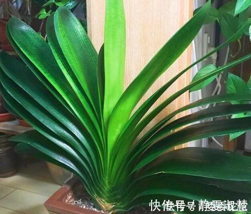 肥料|养护君子兰，2个肥料轮流用，一种长厚叶，一种开大花