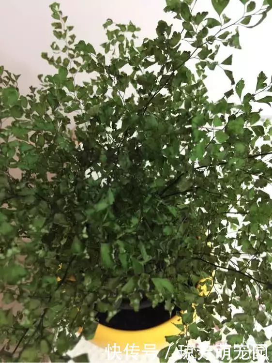 5种花不要“乱晒”,越晒叶越黄,小心晒一盆死一盆!