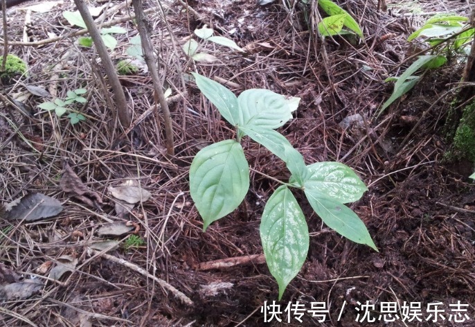 黄芪|央视列为“一级致癌物”，吃一口，赛喝马桶水3次