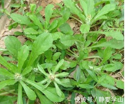 槐花槐花|农村以下几种野菜要多吃，营养价值是马齿苋的5倍，不妨一试