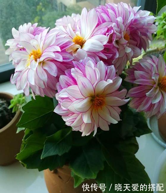 小月季|5种漂亮花,都是“激素花”,好看难养活,开完花就扔