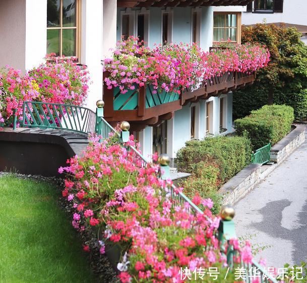 养长寿花、矮牵牛,甭太懒、太勤快!盆栽嗖嗖地开花、窜新叶