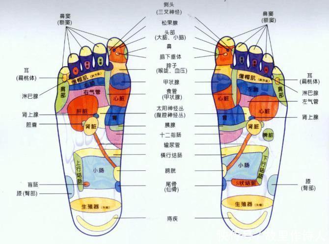 足底|揭秘足底养生密码10个特效反射区，活血通络补五脏，通调全身病