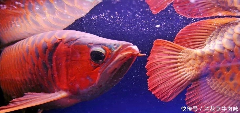 涨姿势 · 龙鱼: 你嫌我丑给我各种整容, 还指望我给你转运? ?