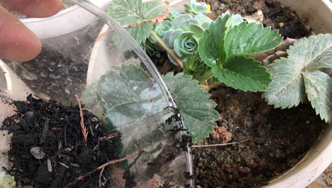 花盆里放一个小玩意,盆土常年透气不板结,盆栽长得壮开花多