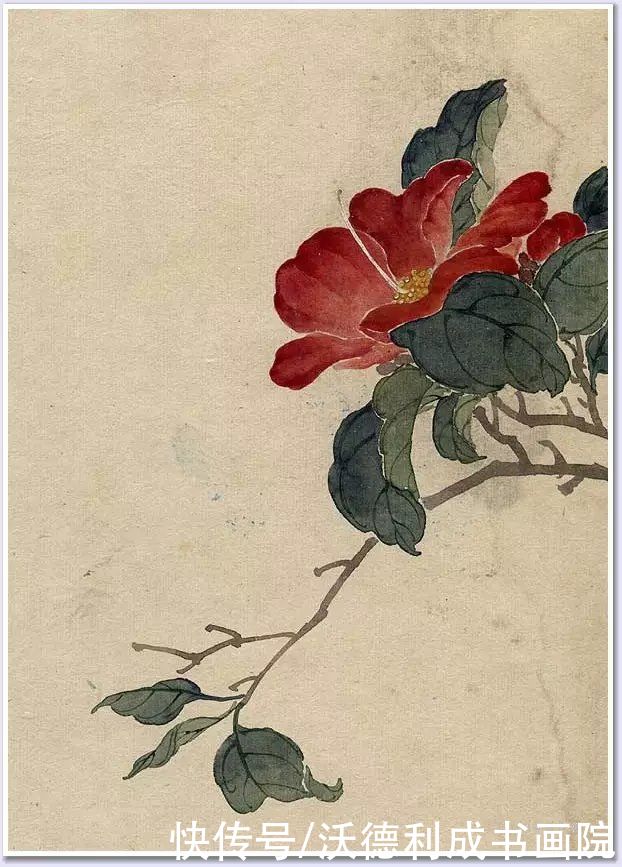 画菊|没骨百花图欣赏，美到骨子里