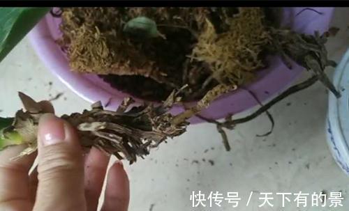 蝴蝶兰就剩一个不干巴的根了还能活不,要怎么修剪,怎么养护