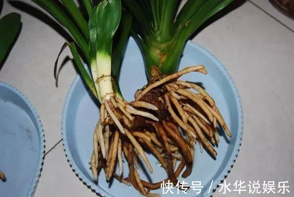 君子兰根部冒出小芽怎么办只需5个步骤,一盆变多盆很简单