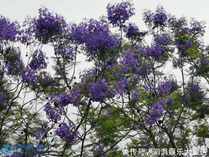 时节|蓝花楹开在天空最蓝的时节 等风也等你