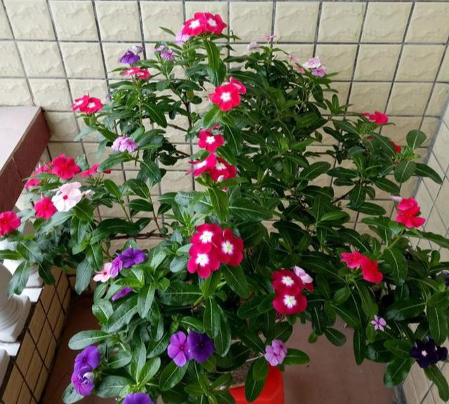 养花技巧粗生粗养也能四季开花!少养1种都觉得亏了