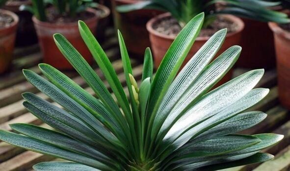 根叶|李大爷养君子兰,就浇这“2种水”,一年最少2次花,太养根了!