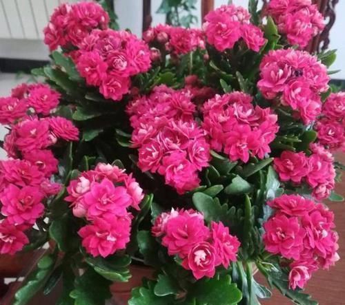 养花草|养花用什么水浇灌2种'万能浇花水',浇啥花都能越长越旺盛