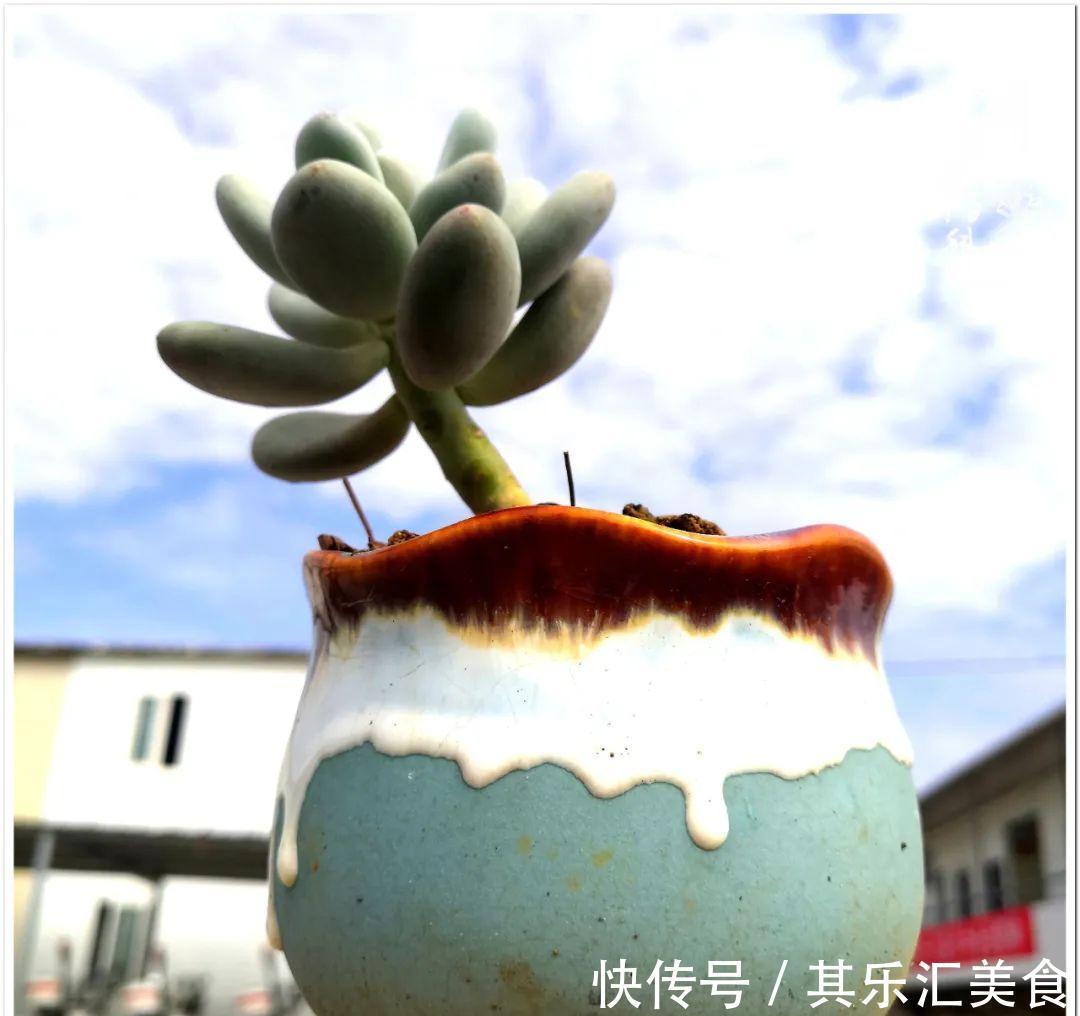 胧月,它生了一场大病!