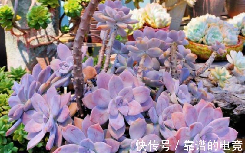 多肉紫乐掉叶子长不好?简单几步,恢复生长爆侧芽,养成小老桩