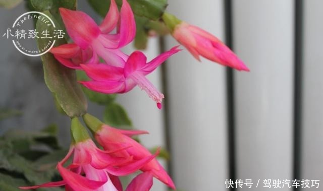 5种花将进入休眠期,在梦中度夏,睡醒有精力,开花多又艳!